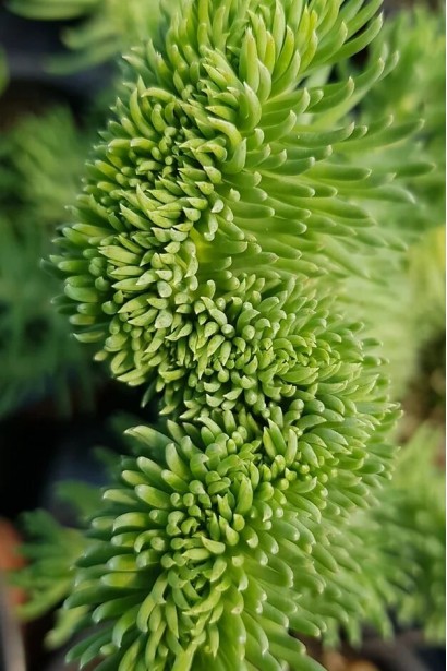 Очиток відігнутий Кристатум голчасті м’ясисті листки